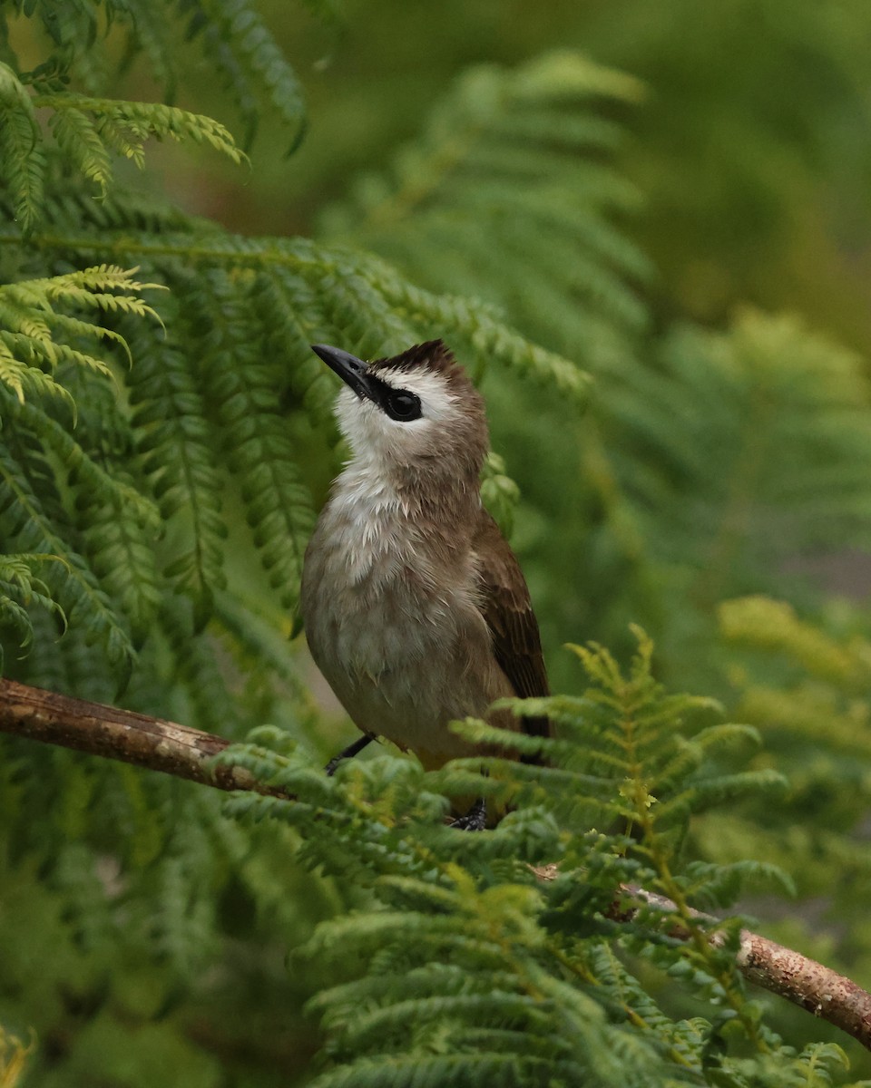 Бюльбюль широкобровий - ML647167862