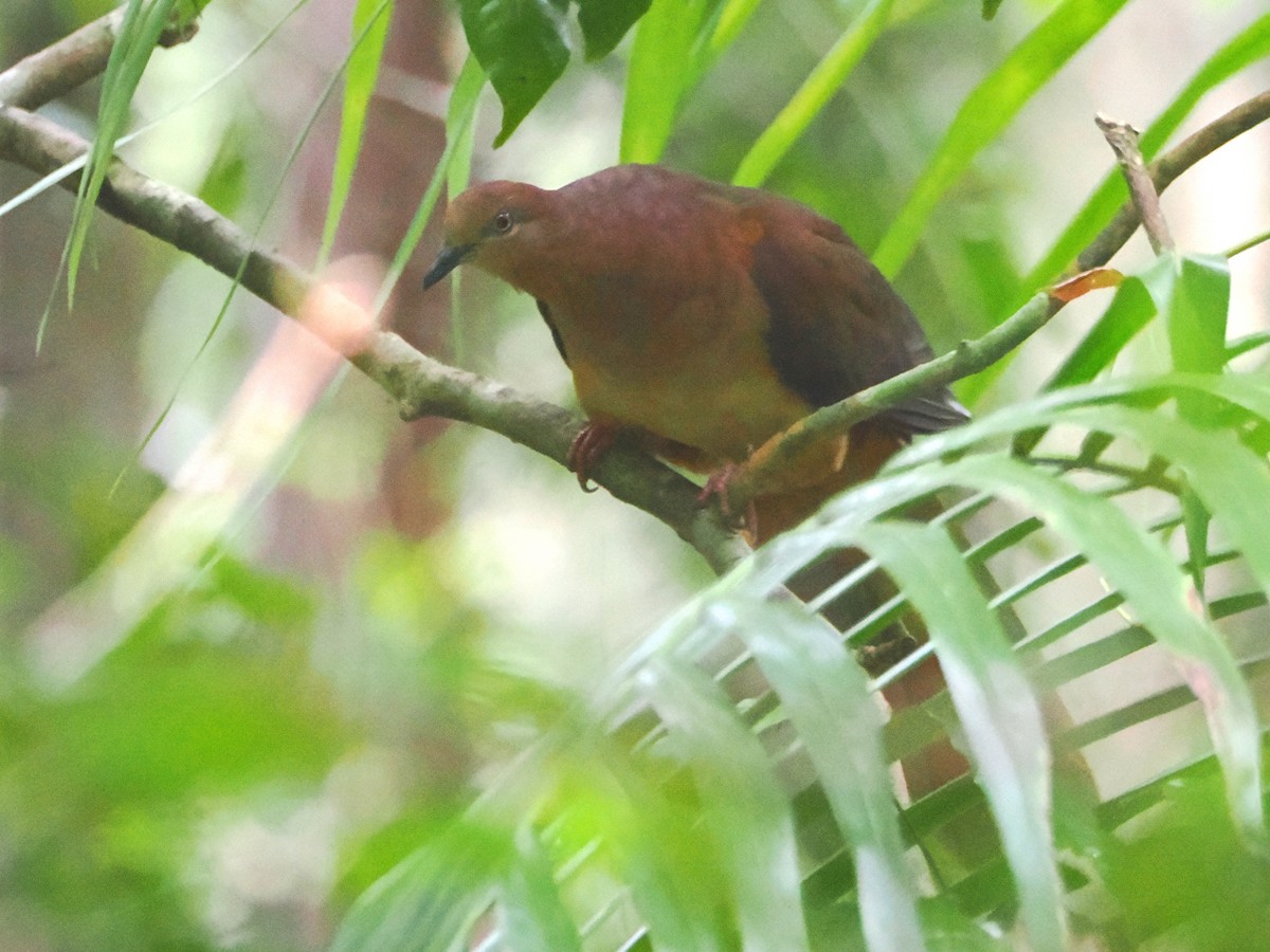 kanelgjøkdue - ML647167863