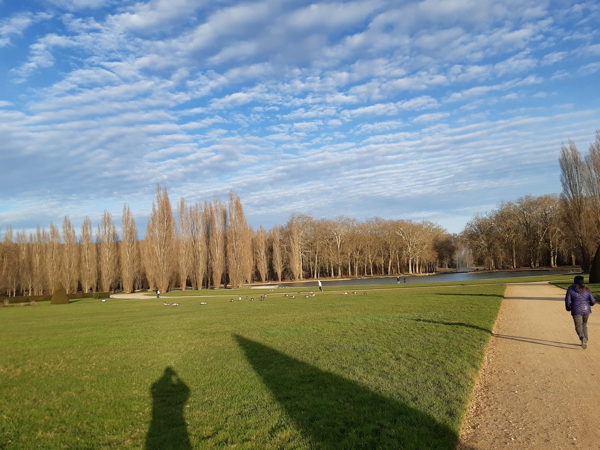 Canada Goose - ML647167877