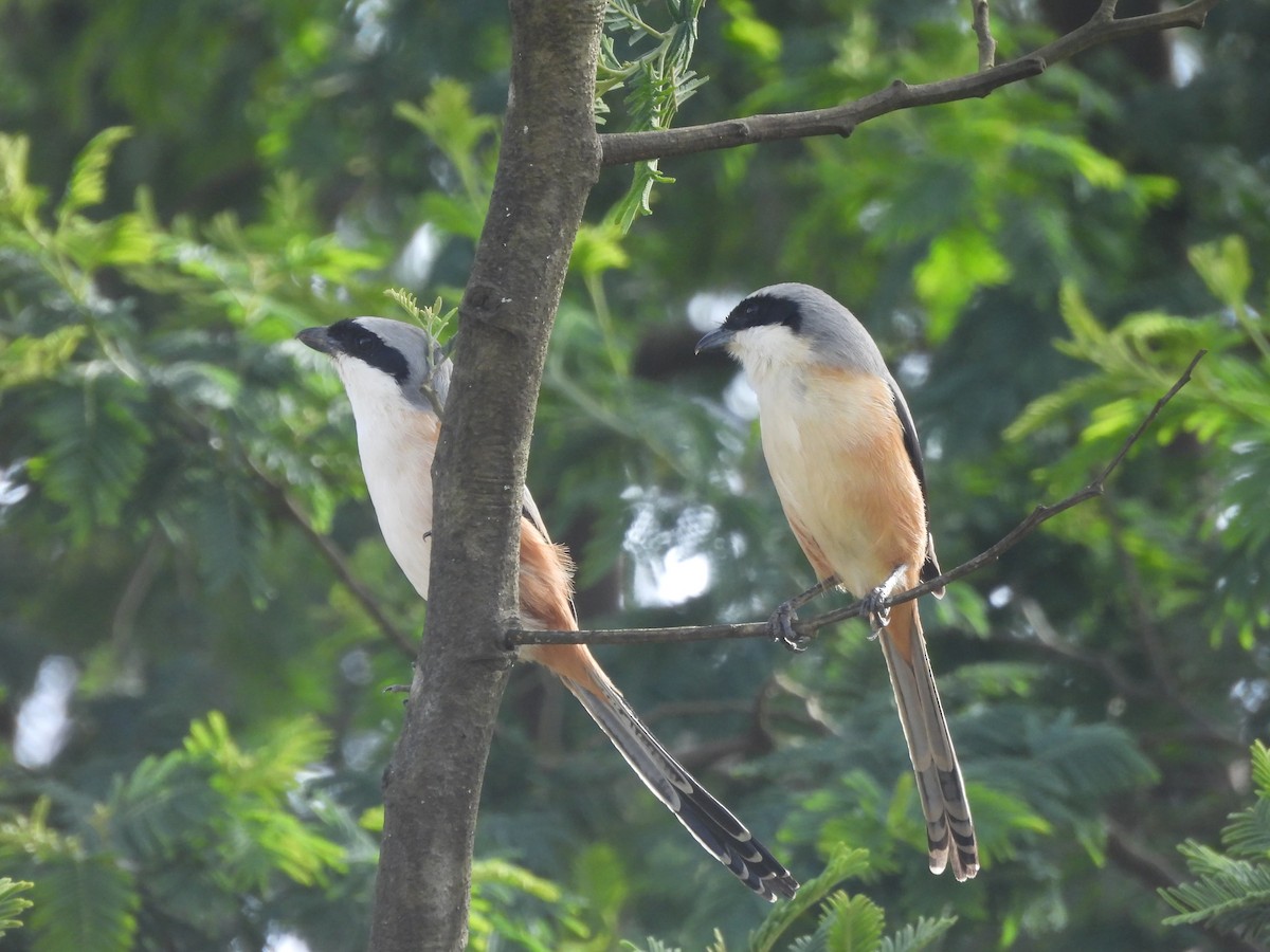 Long-tailed Shrike - ML647167881