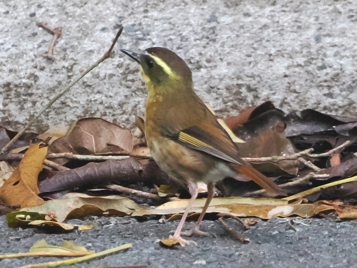 キノドヤブムシクイ - ML647167885