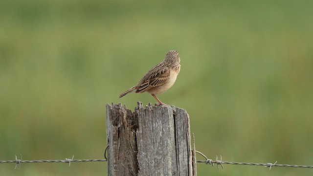 Cava Toygarı - ML647167891