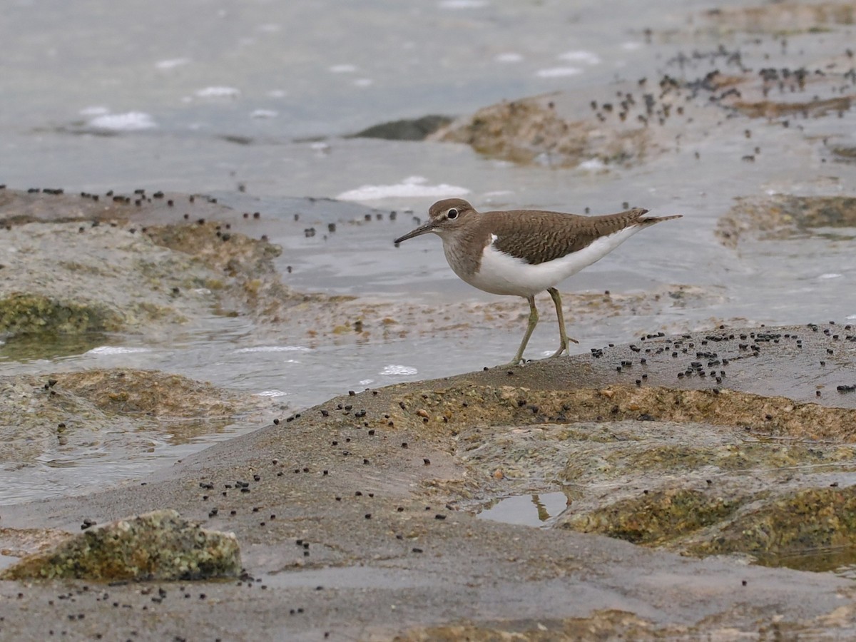 Common Sandpiper - ML647167895