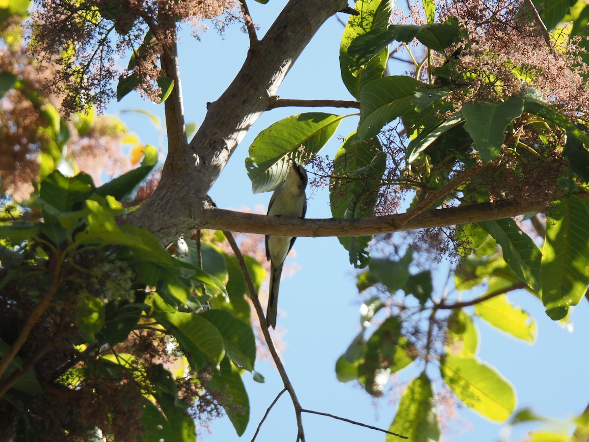 Ashy Minivet - ML647167896