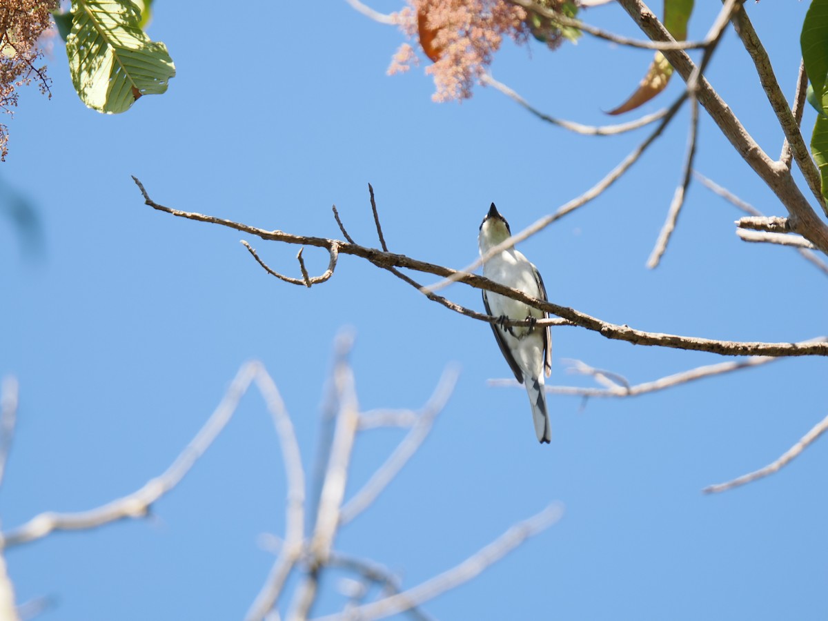 Ashy Minivet - ML647167897