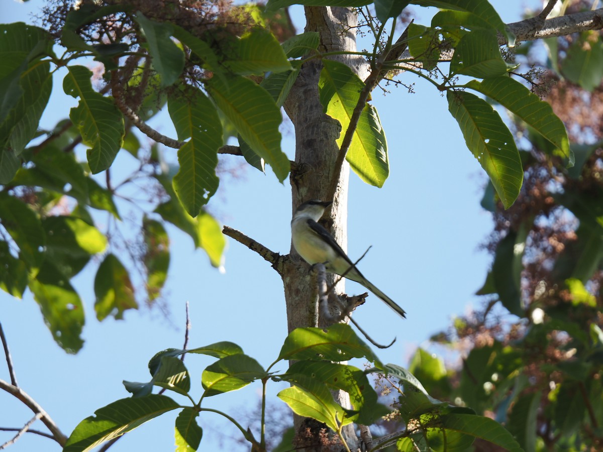 Ashy Minivet - ML647167898