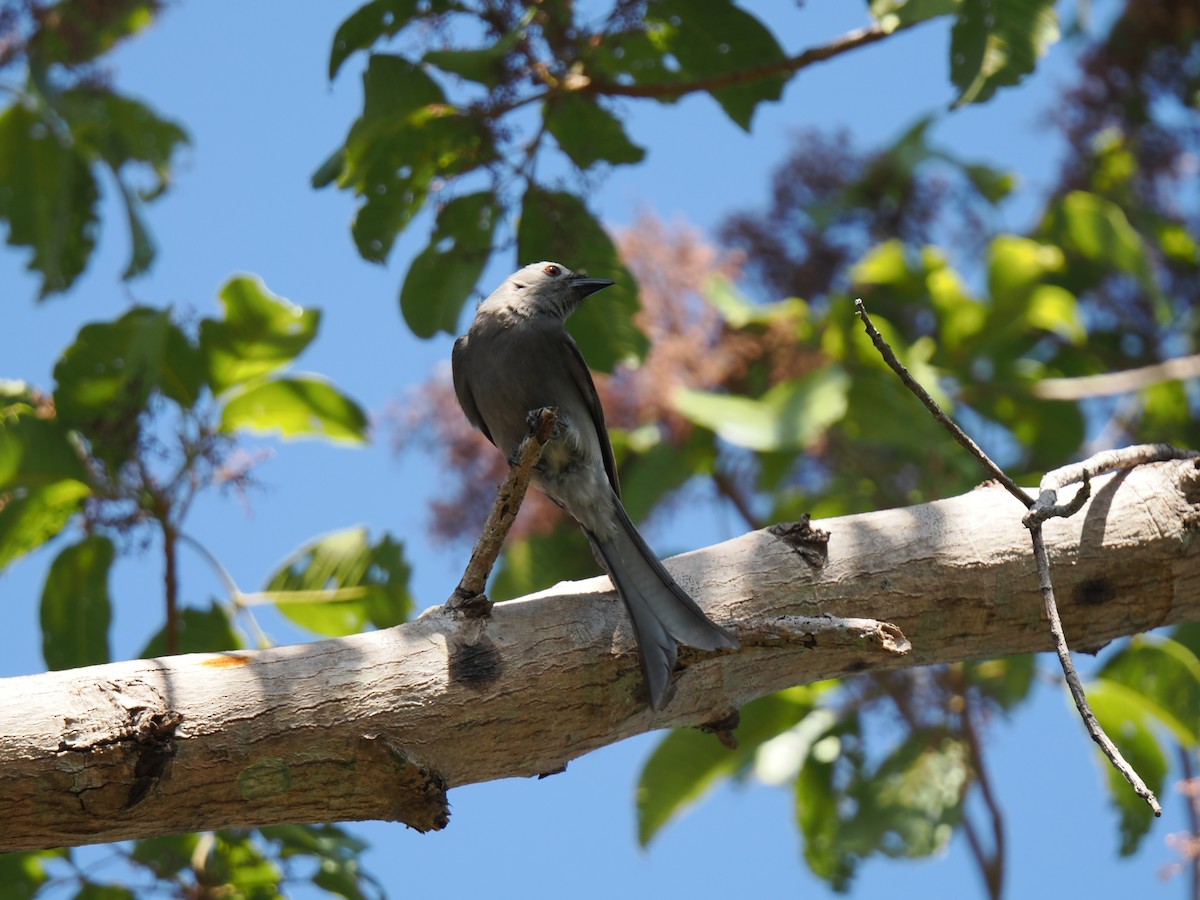 Ashy Drongo - ML647167899