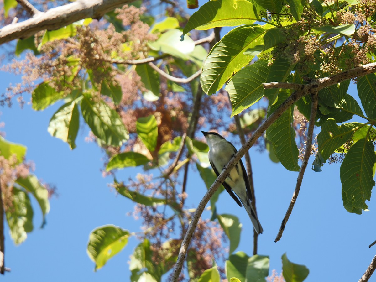 Ashy Minivet - ML647167900