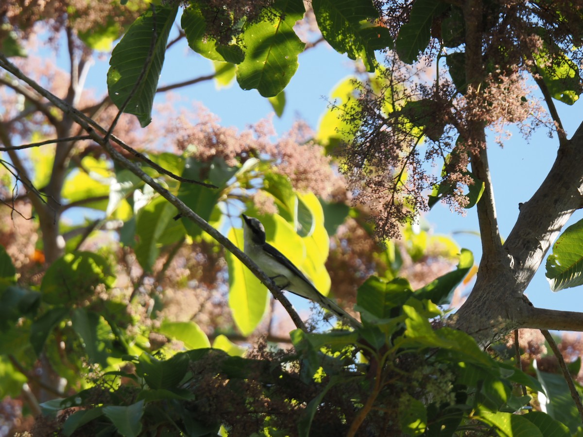 Ashy Minivet - ML647167901