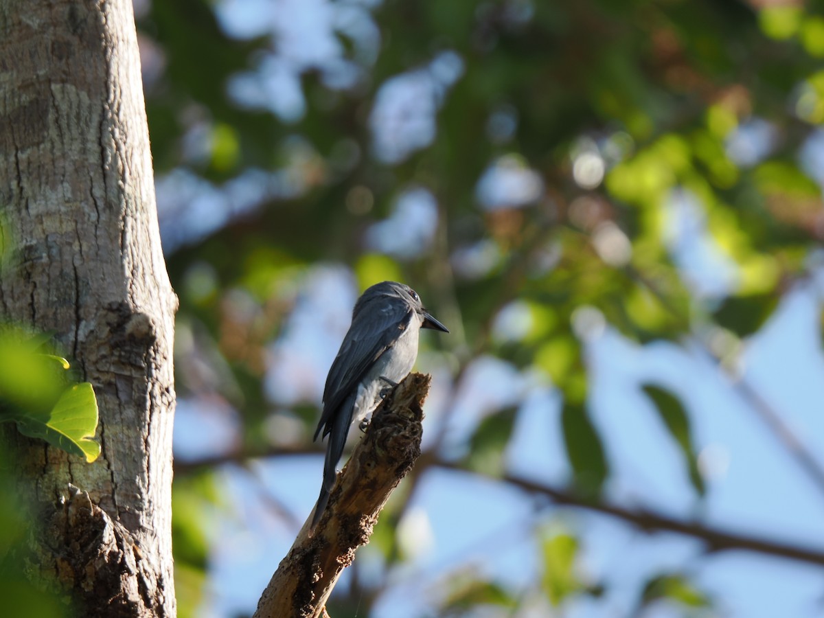Ashy Drongo - ML647167916