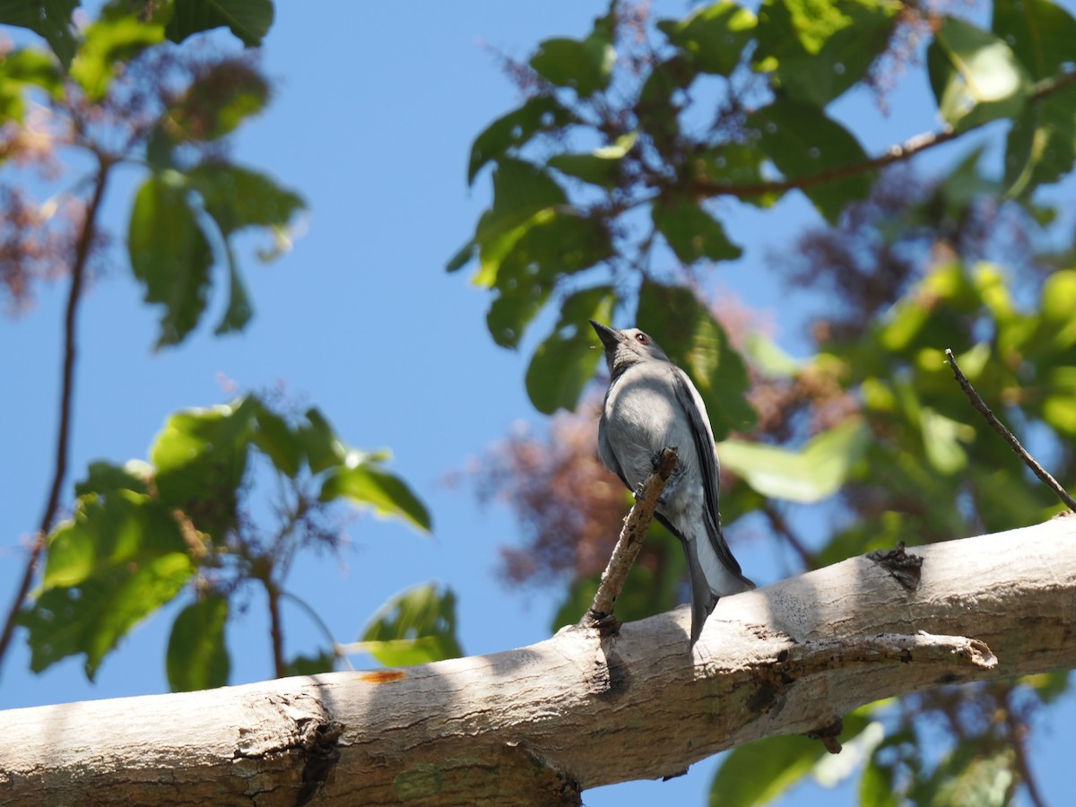 Ashy Drongo - ML647167917