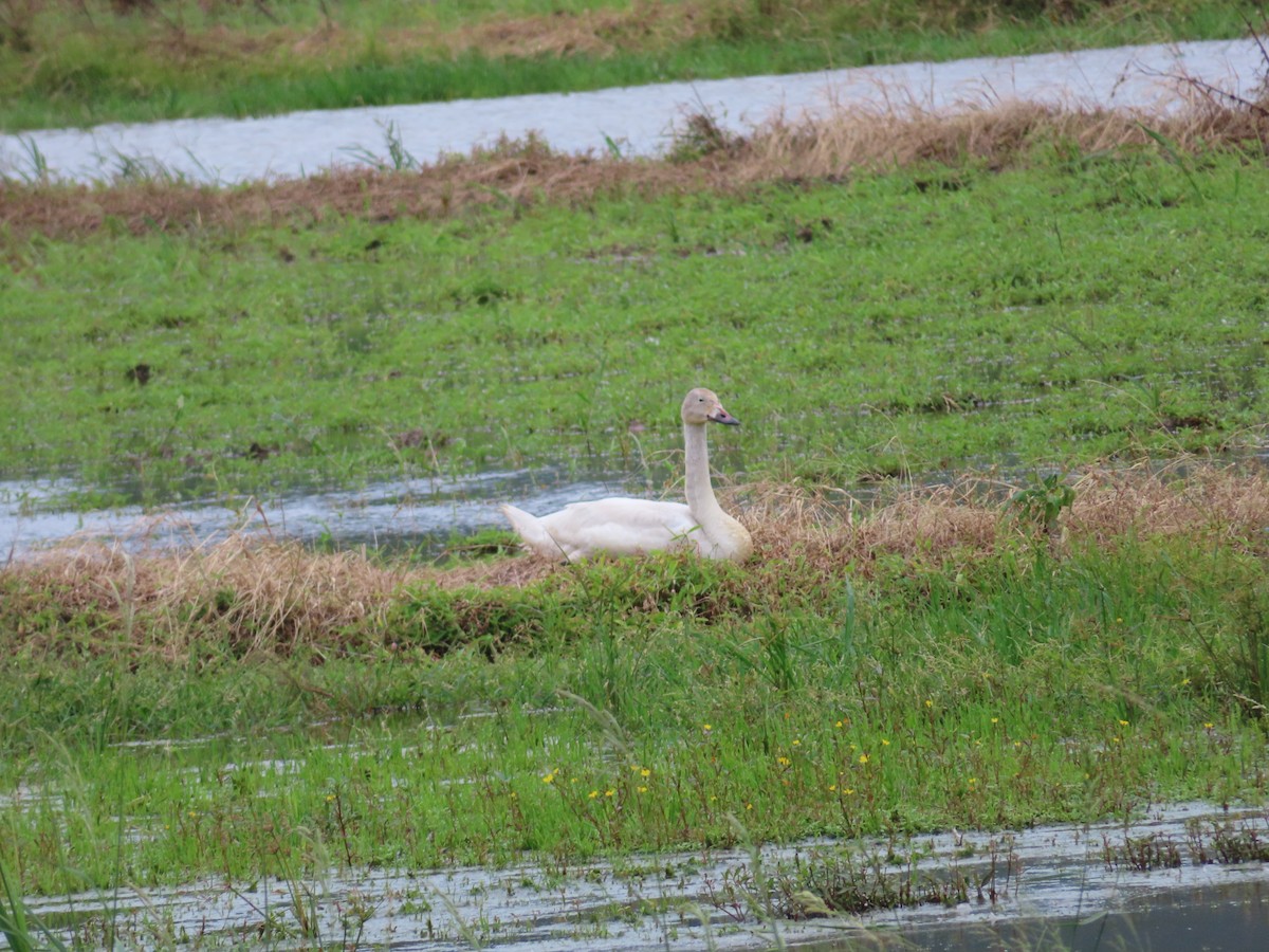 ברבור קטן - ML647167921