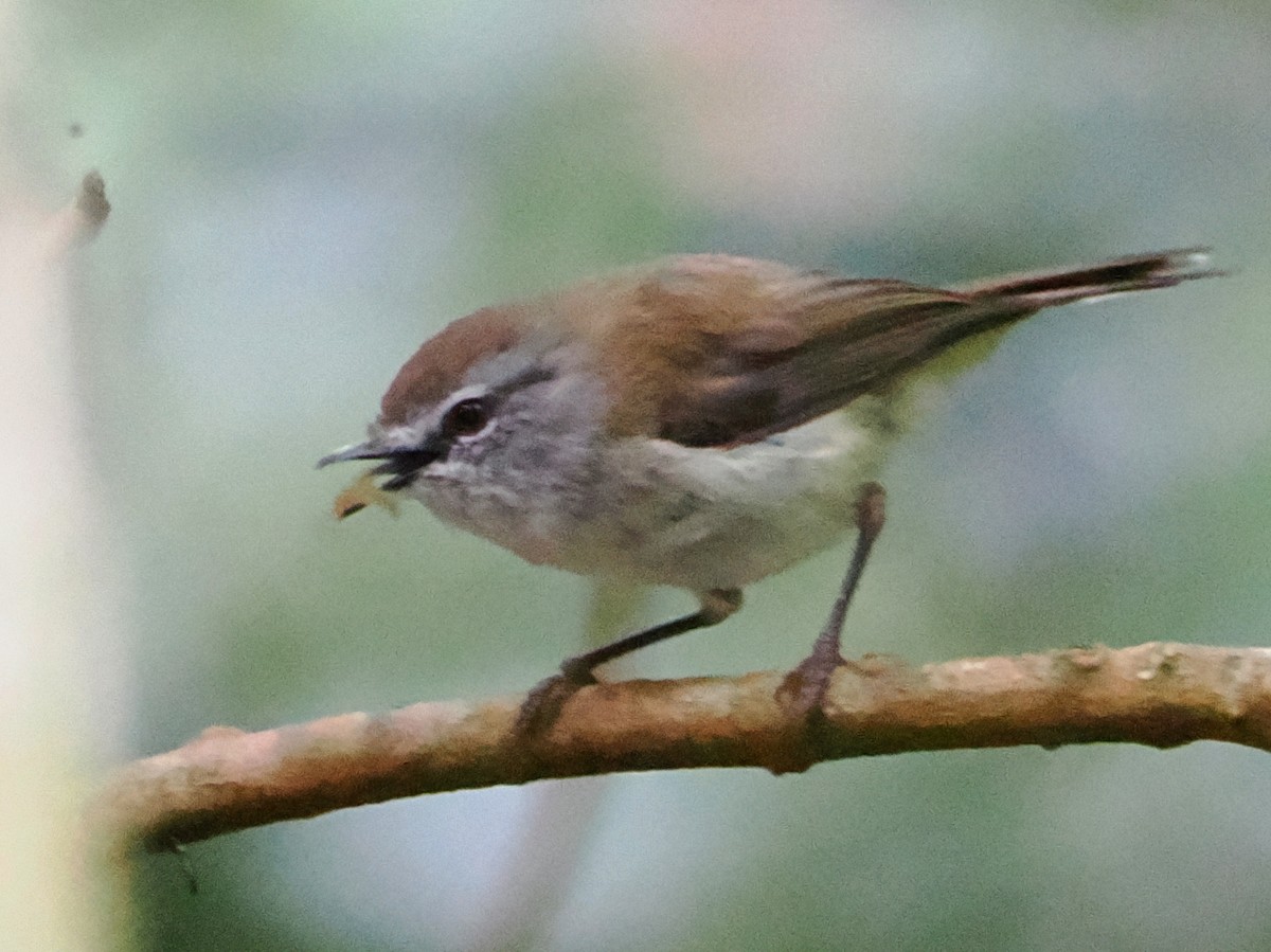 Brown Gerygone - ML647167924