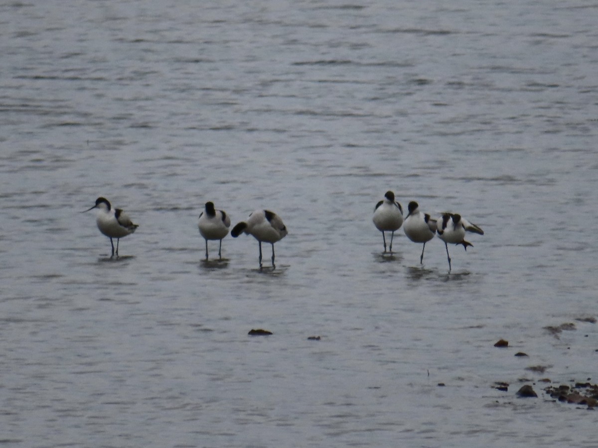 סייפן - ML647167926