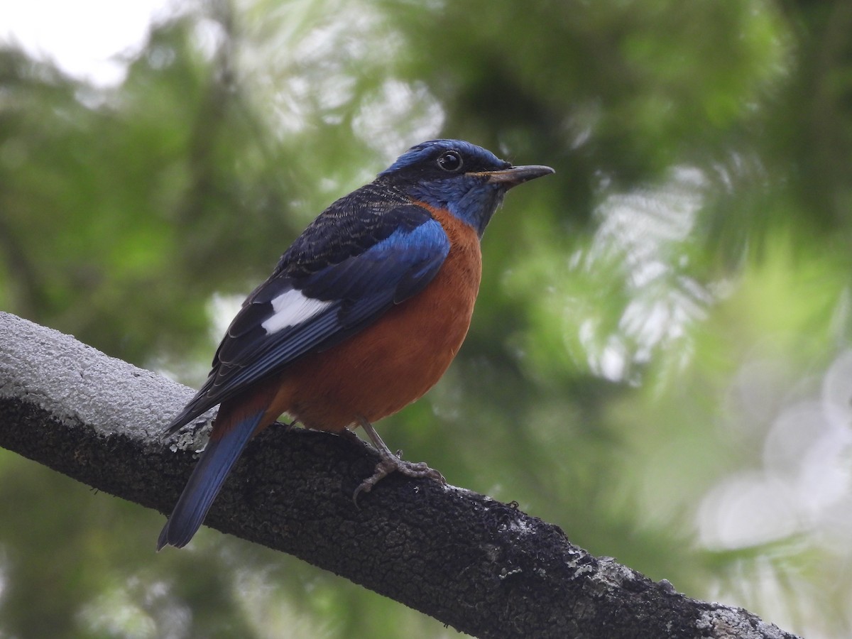 Blue-capped Rock-Thrush - ML647167928