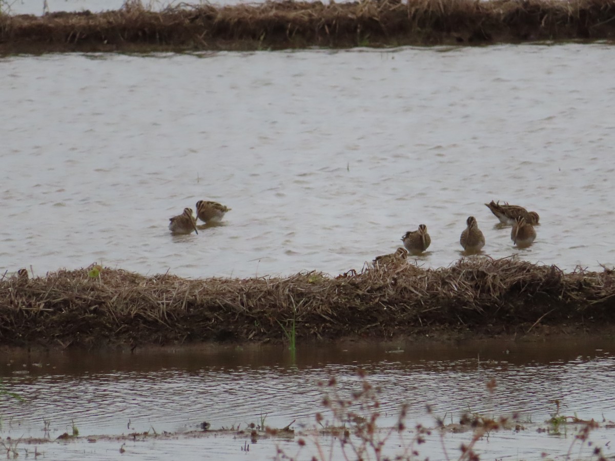 חרטומית ביצות - ML647167931