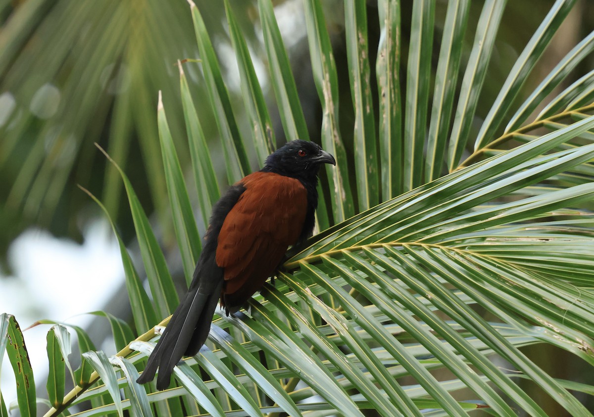 Greater Coucal - ML647167942