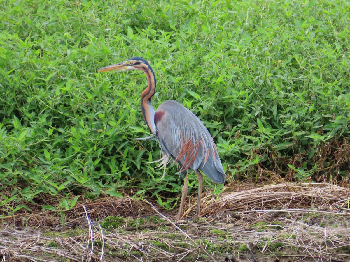 ムラサキサギ - ML647167945