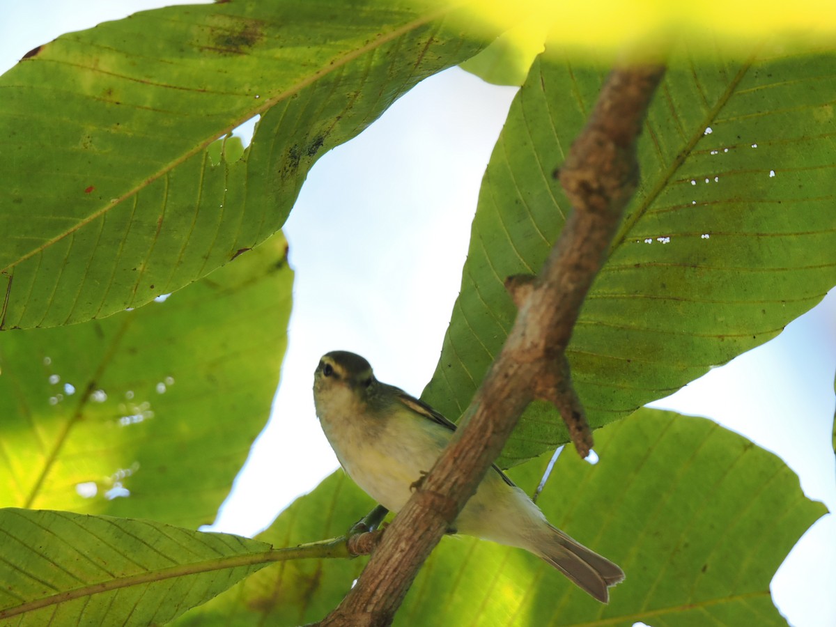 Yellow-browed Warbler - ML647167953