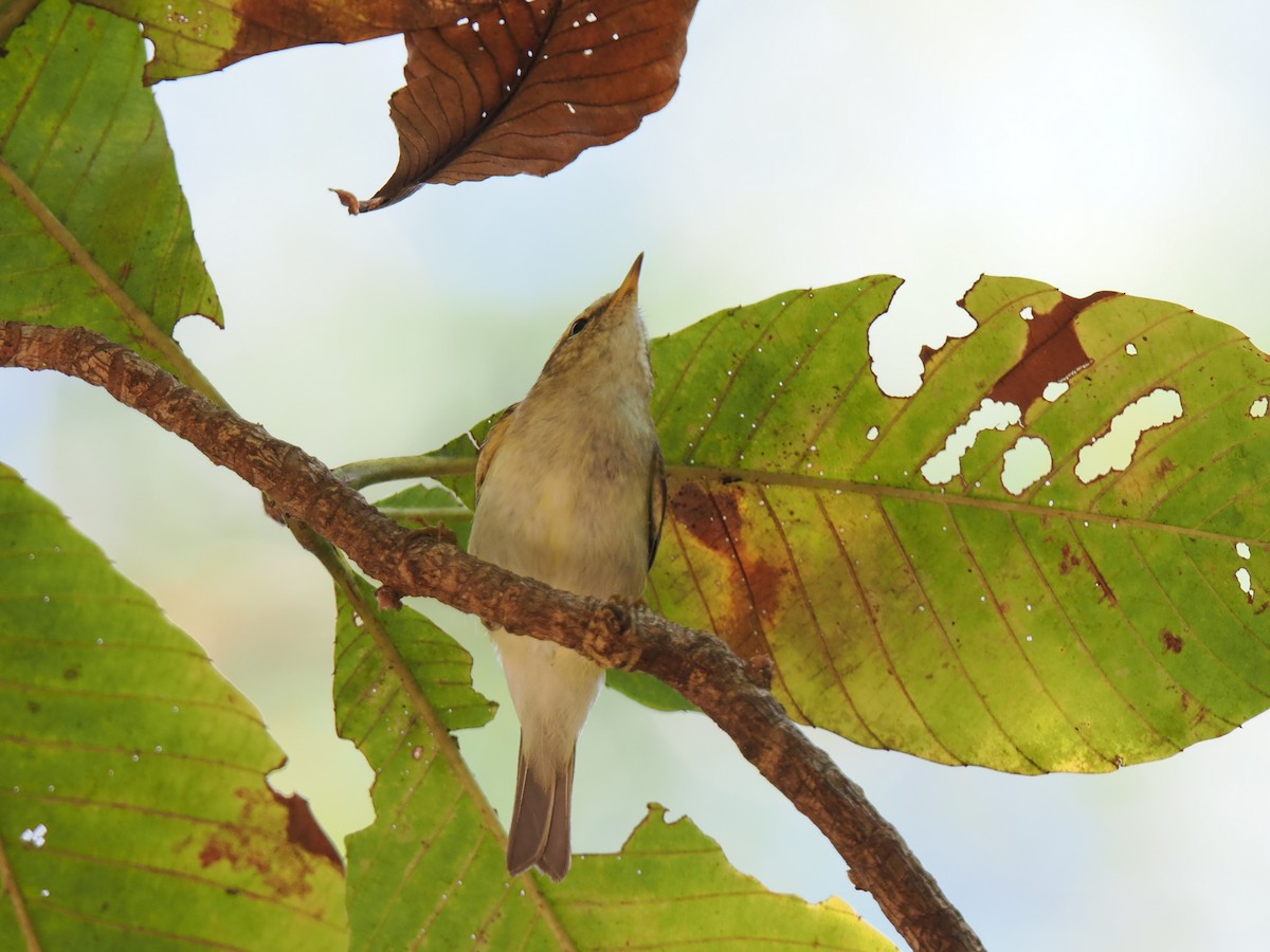 Yellow-browed Warbler - ML647167954
