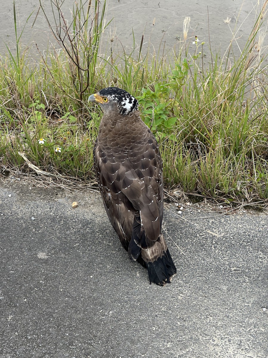Crested Serpent-Eagle - ML647167955