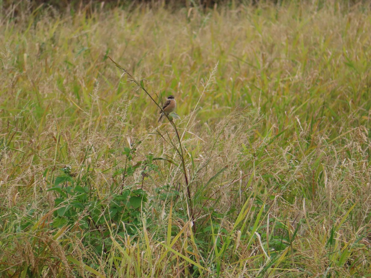 דוחל כתום-שת - ML647167959