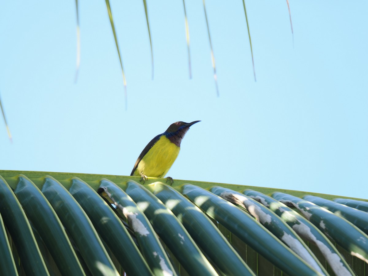 Brown-throated Sunbird - ML647167961