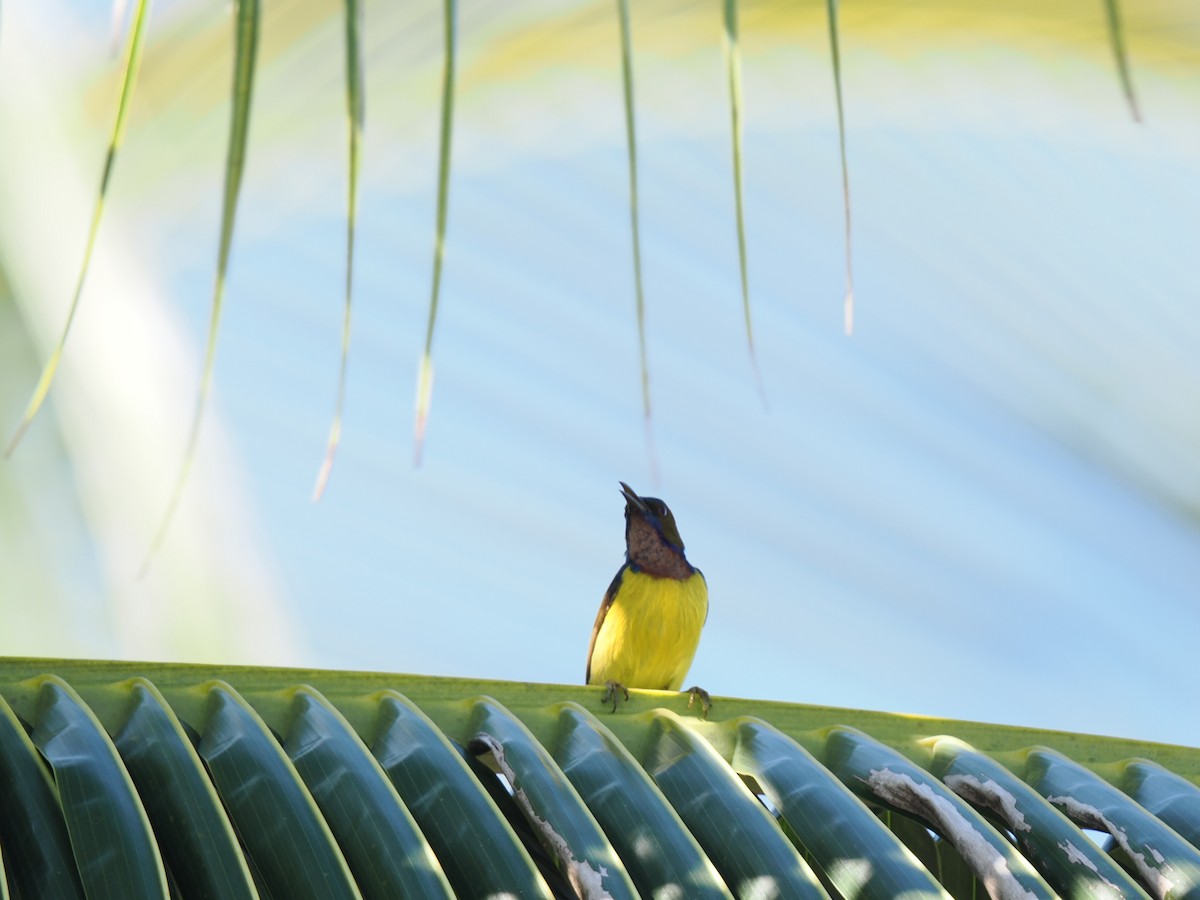Brown-throated Sunbird - ML647167962