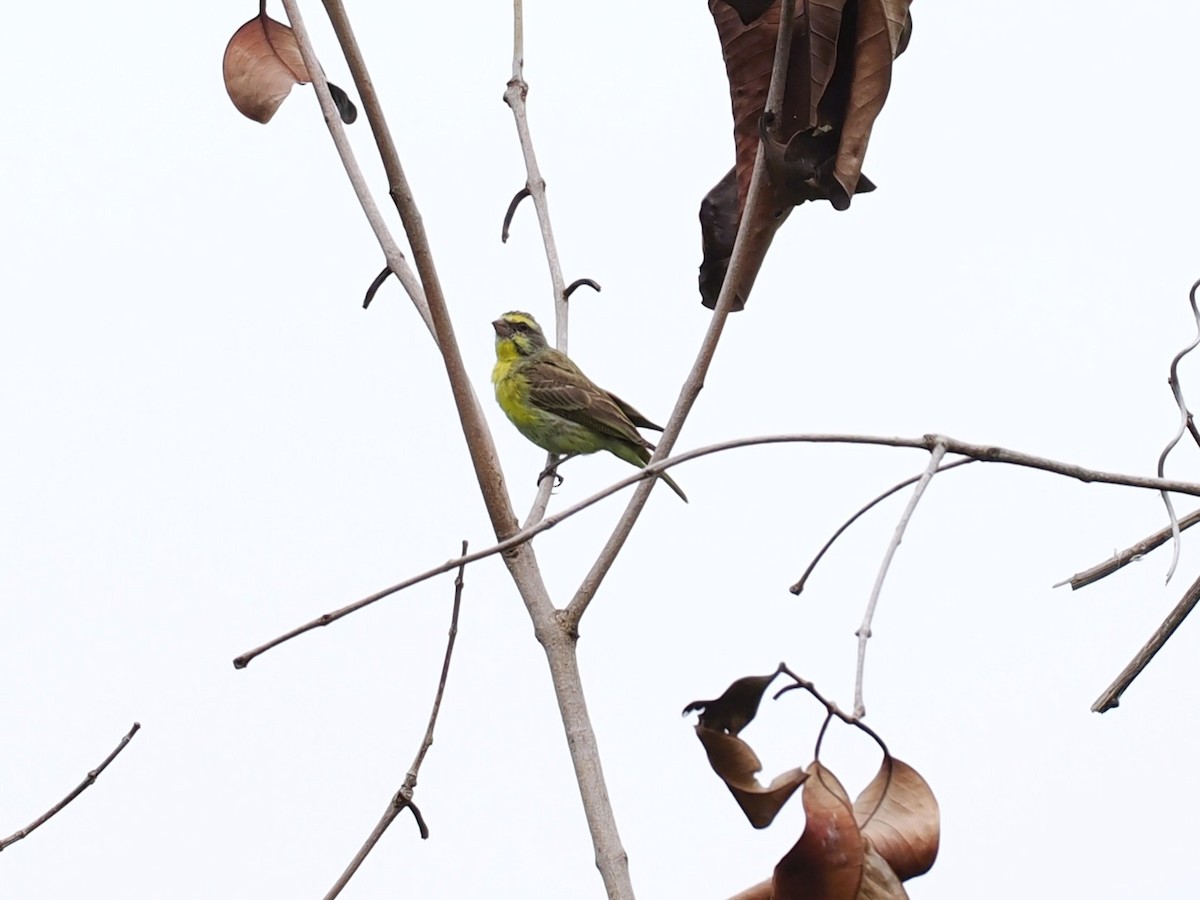 Kara Bıyıklı Sarı İskete - ML647167964