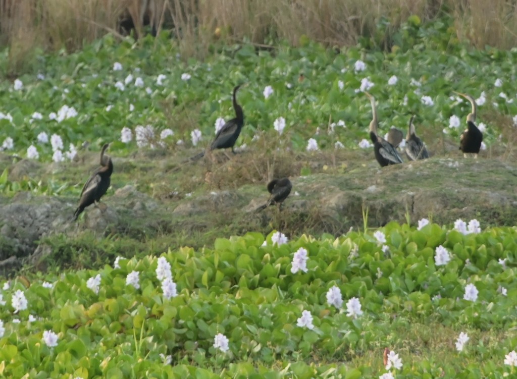 Oriental Darter - ML647167973