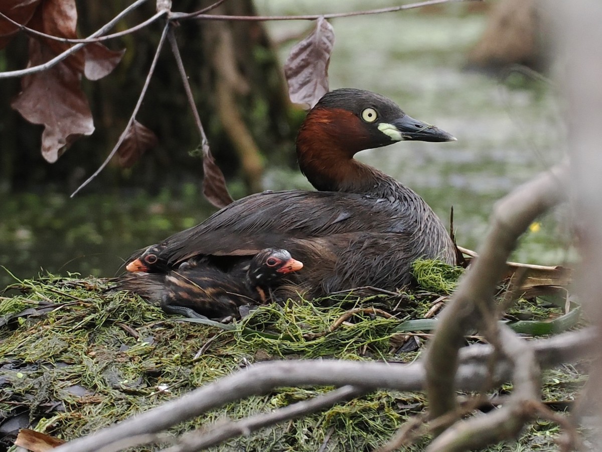 Little Grebe - ML647167989
