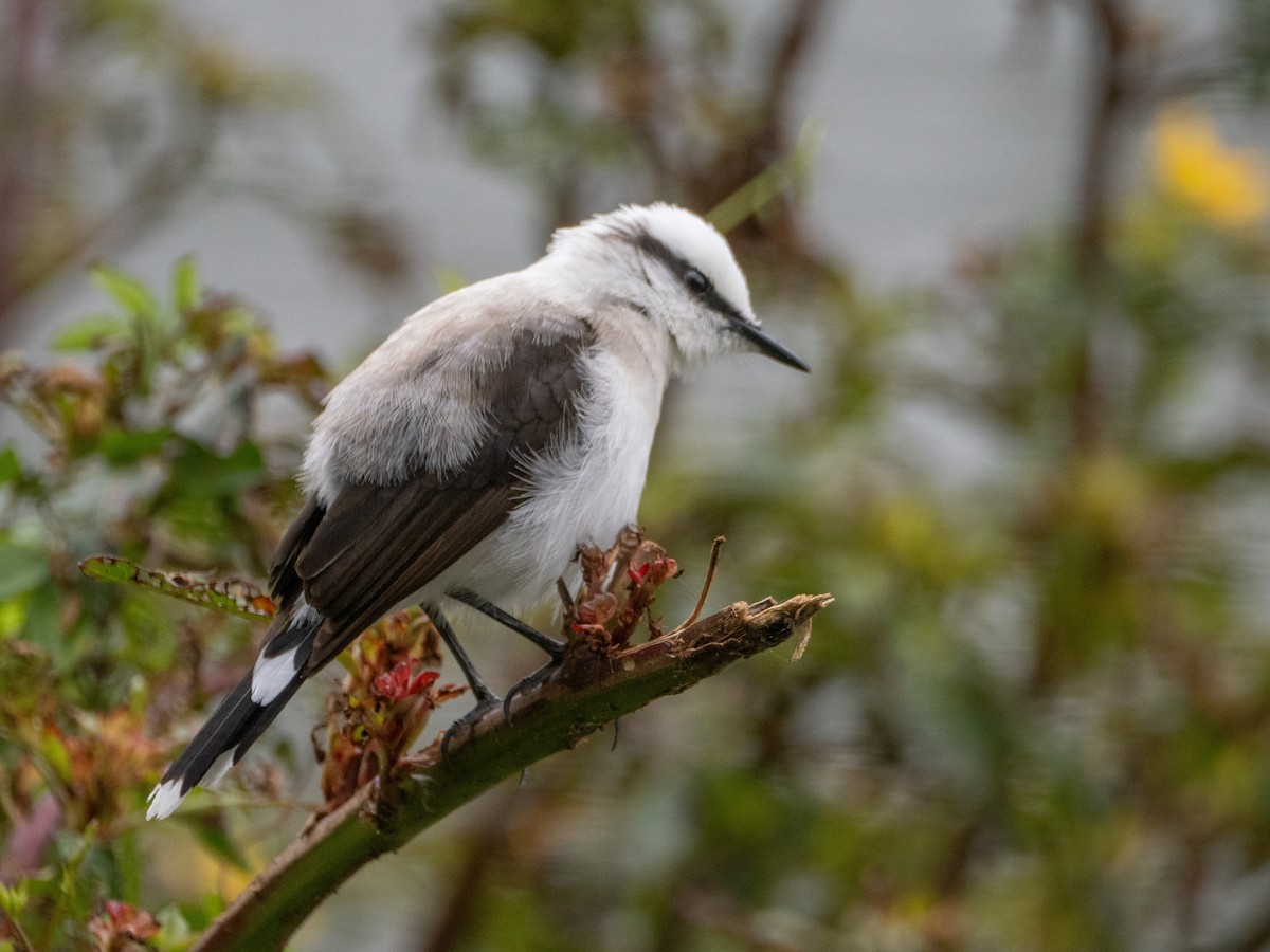 マダラタイランチョウ - ML647167990