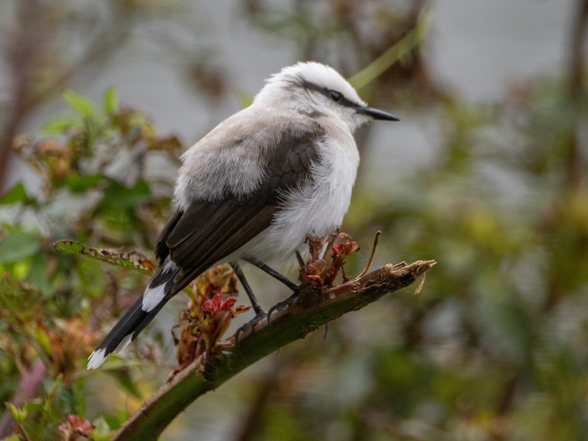 マダラタイランチョウ - ML647167991