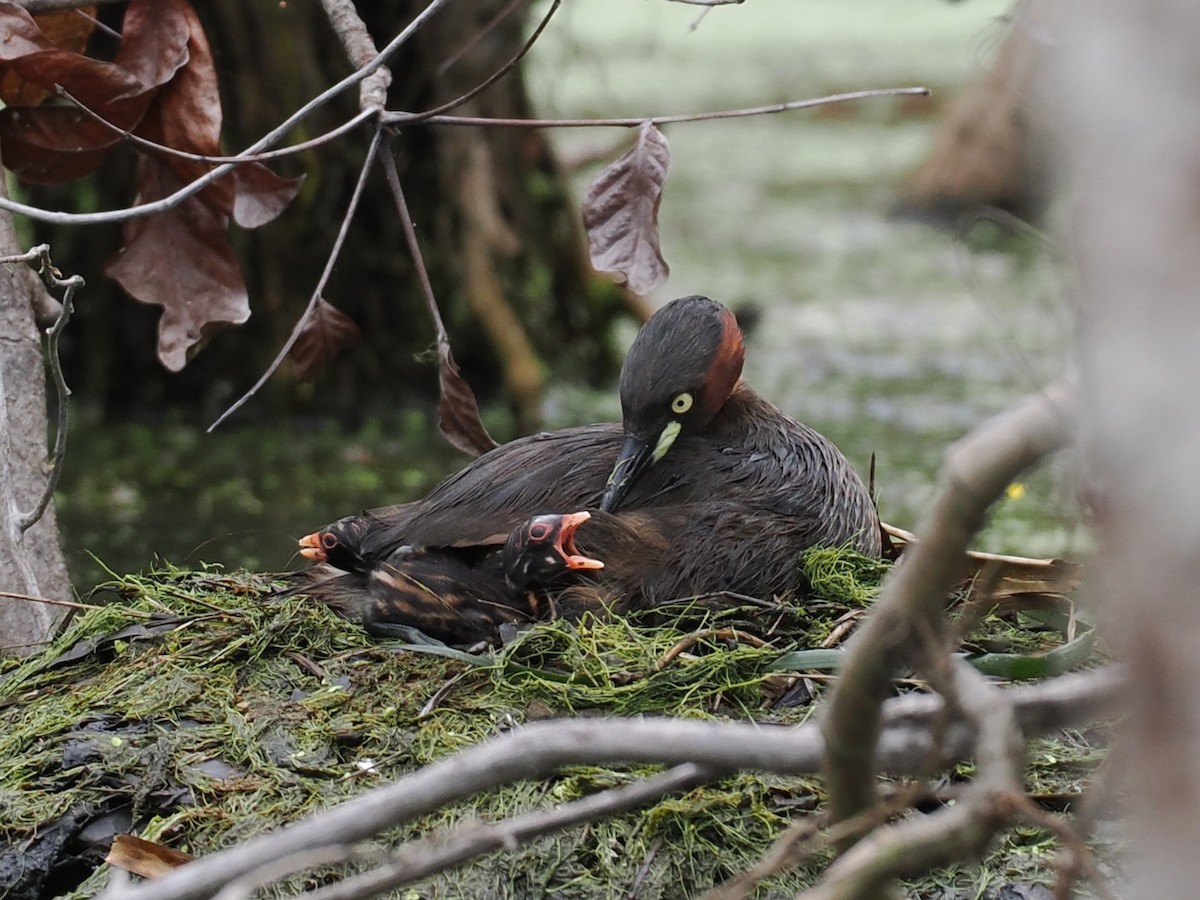 Little Grebe - ML647167992