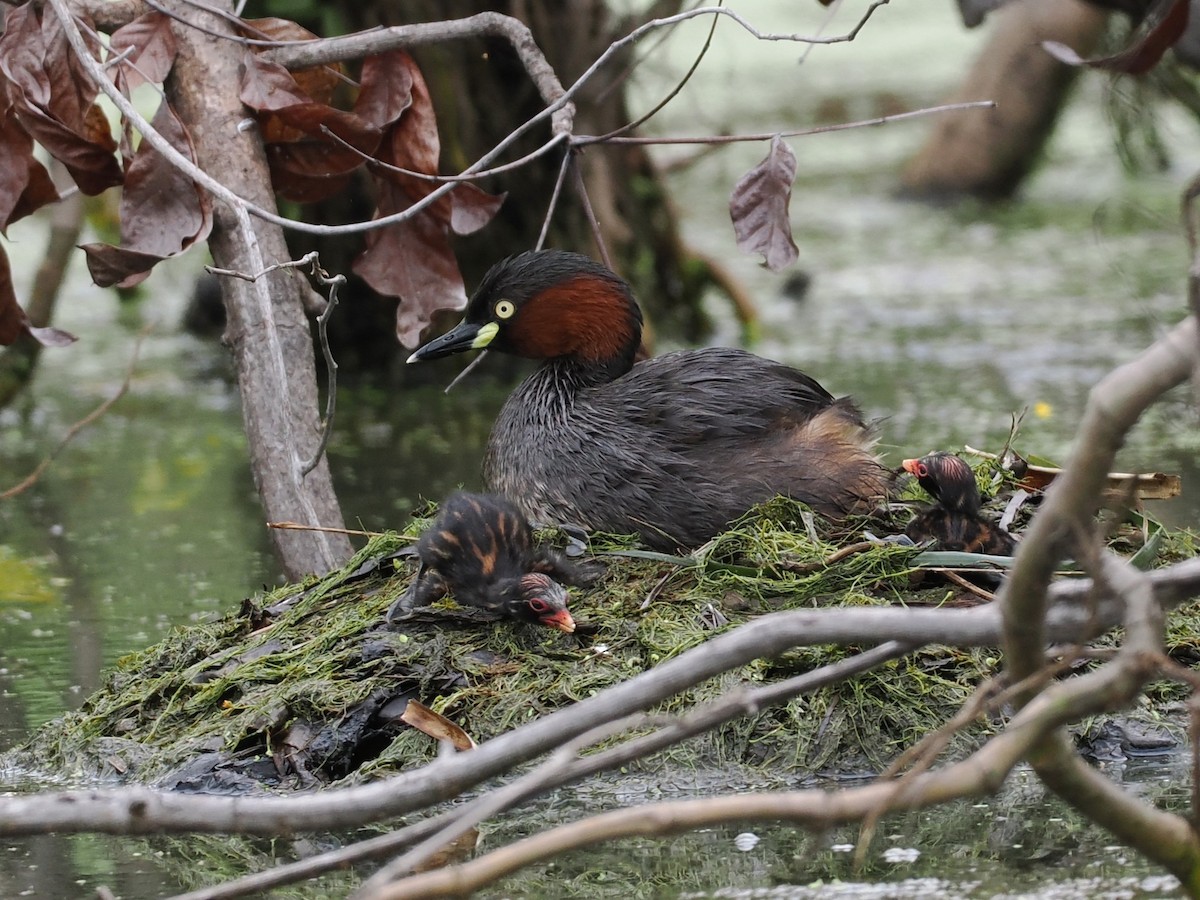 Little Grebe - ML647167993