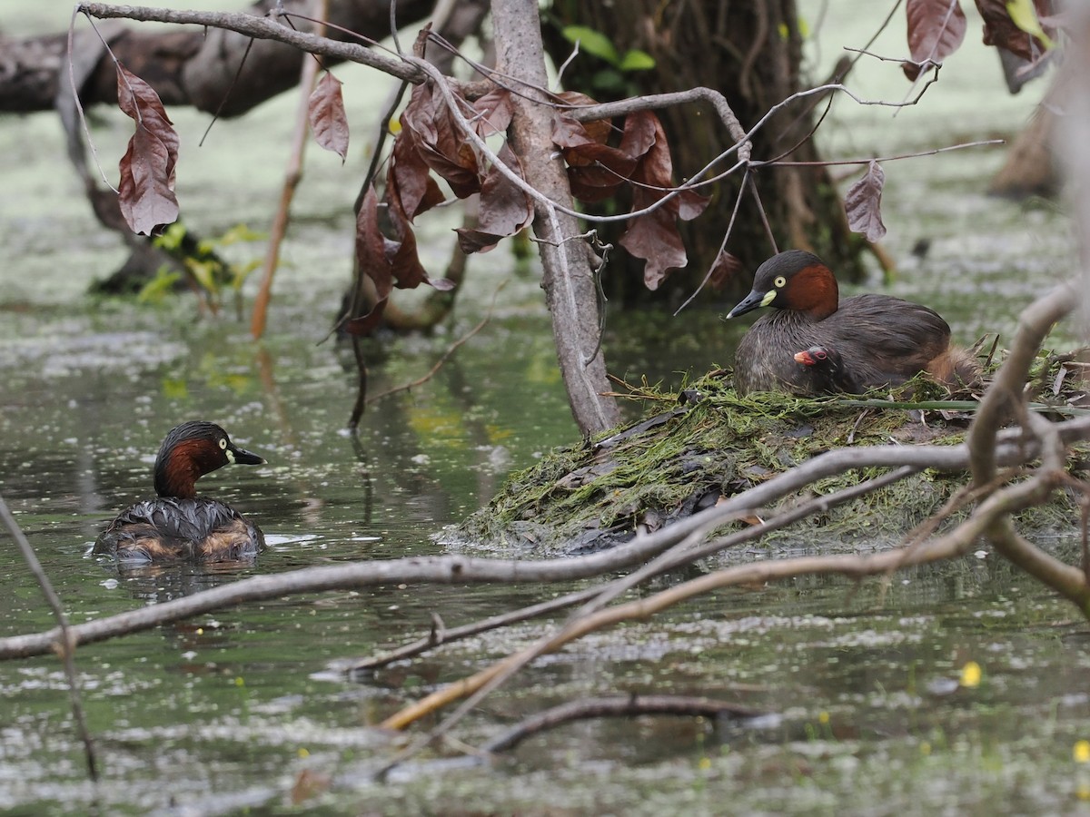 Little Grebe - ML647167994