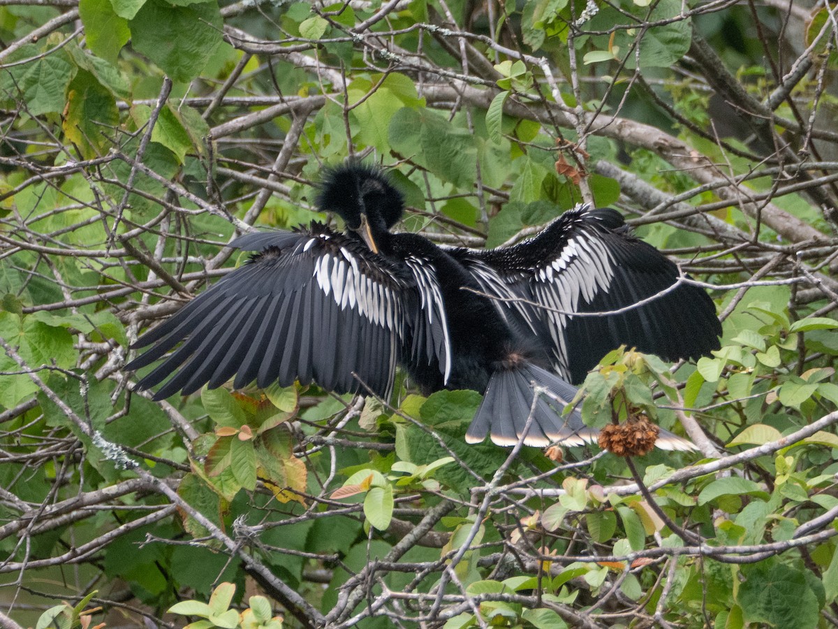 アメリカヘビウ - ML647167995