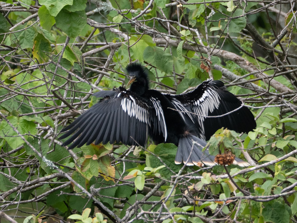 アメリカヘビウ - ML647167996