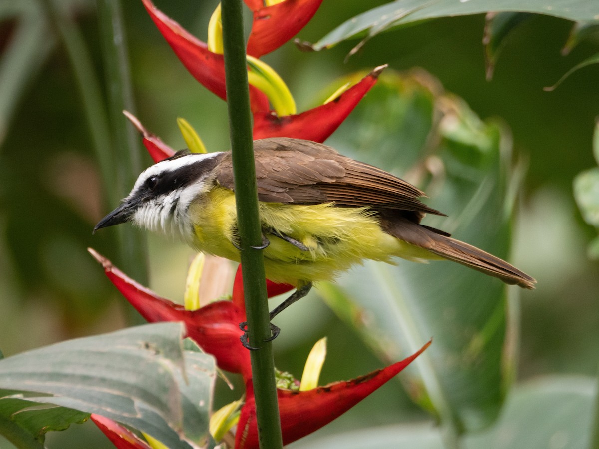 キバラオオタイランチョウ - ML647167997