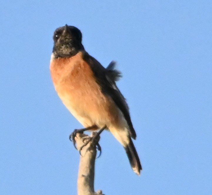 Siberian Stonechat - ML647167998