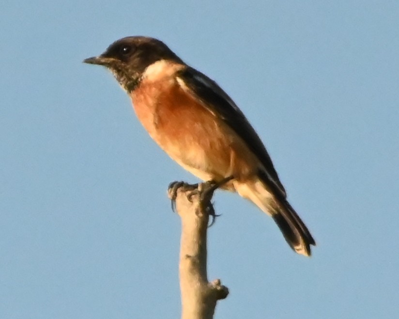 Siberian Stonechat - ML647167999