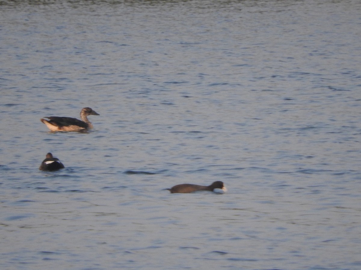 Knob-billed Duck - ML647168000