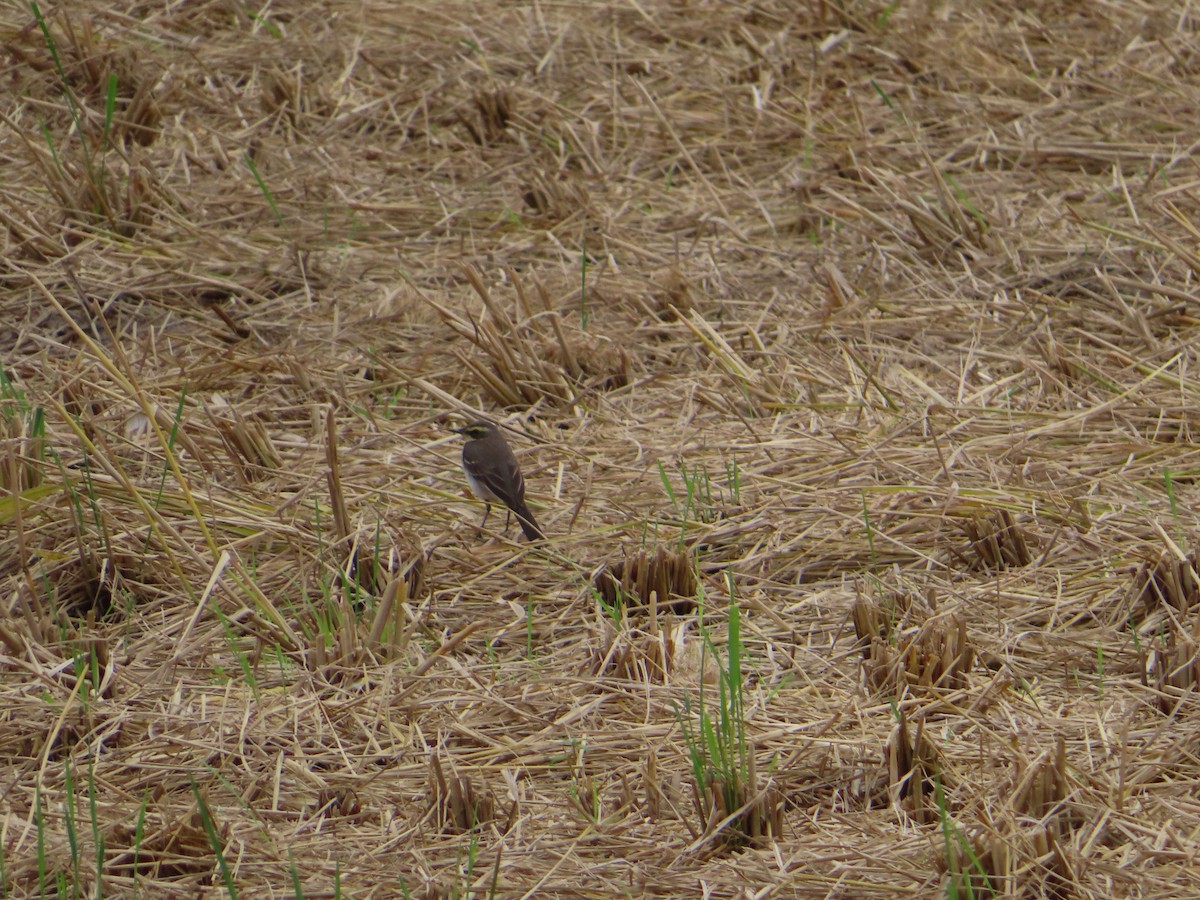 Eastern Yellow Wagtail - ML647168003