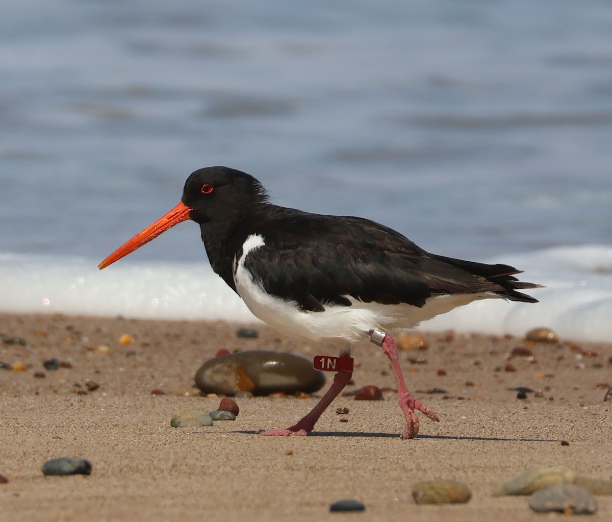 South Island Oystercatcher - ML647168004