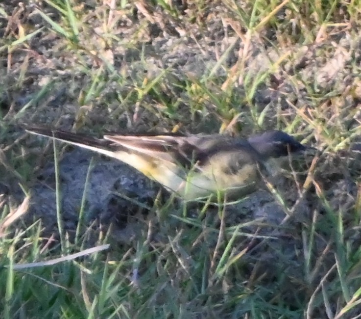 Citrine Wagtail - ML647168005