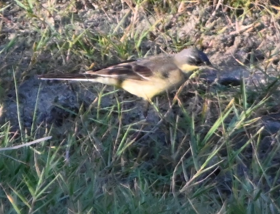Citrine Wagtail - ML647168006