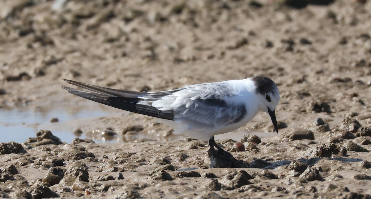 Aleutian Tern - ML647168007