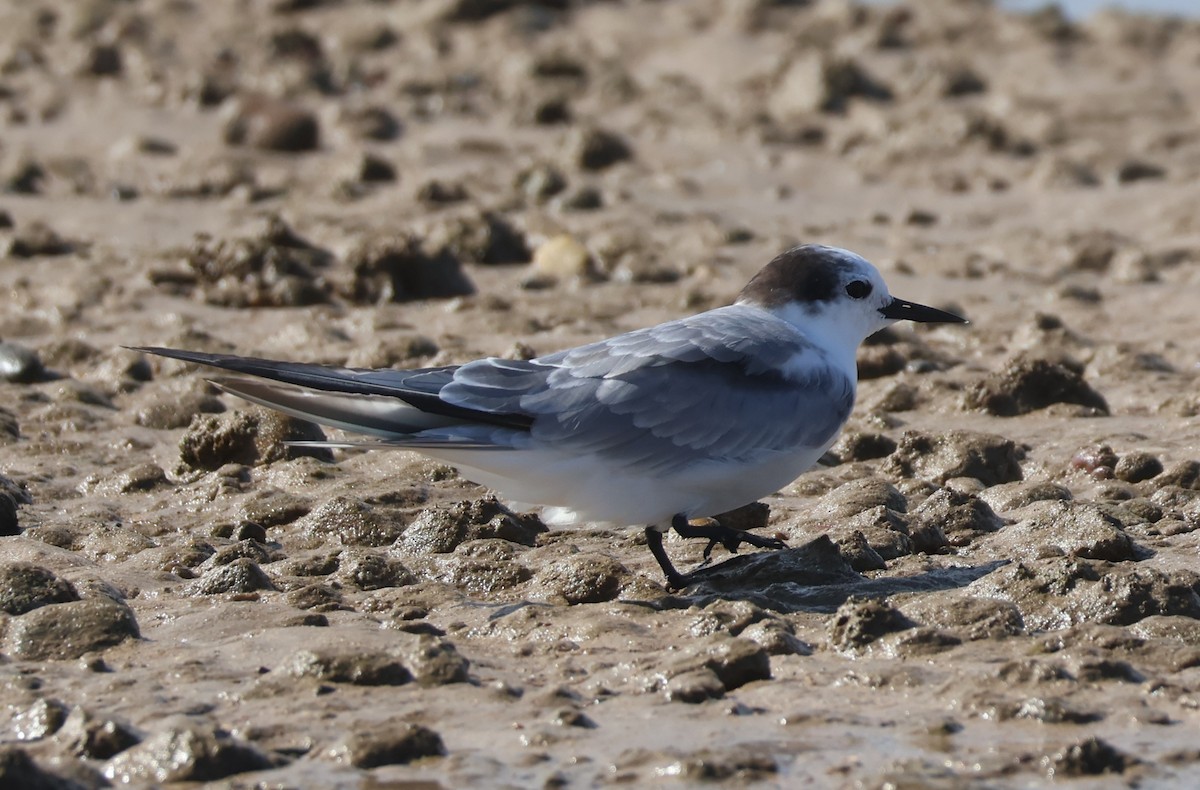 Aleutian Tern - ML647168008