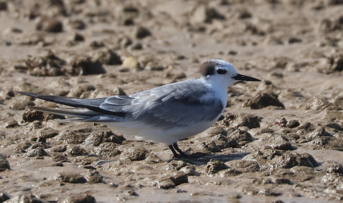 Aleutian Tern - ML647168012