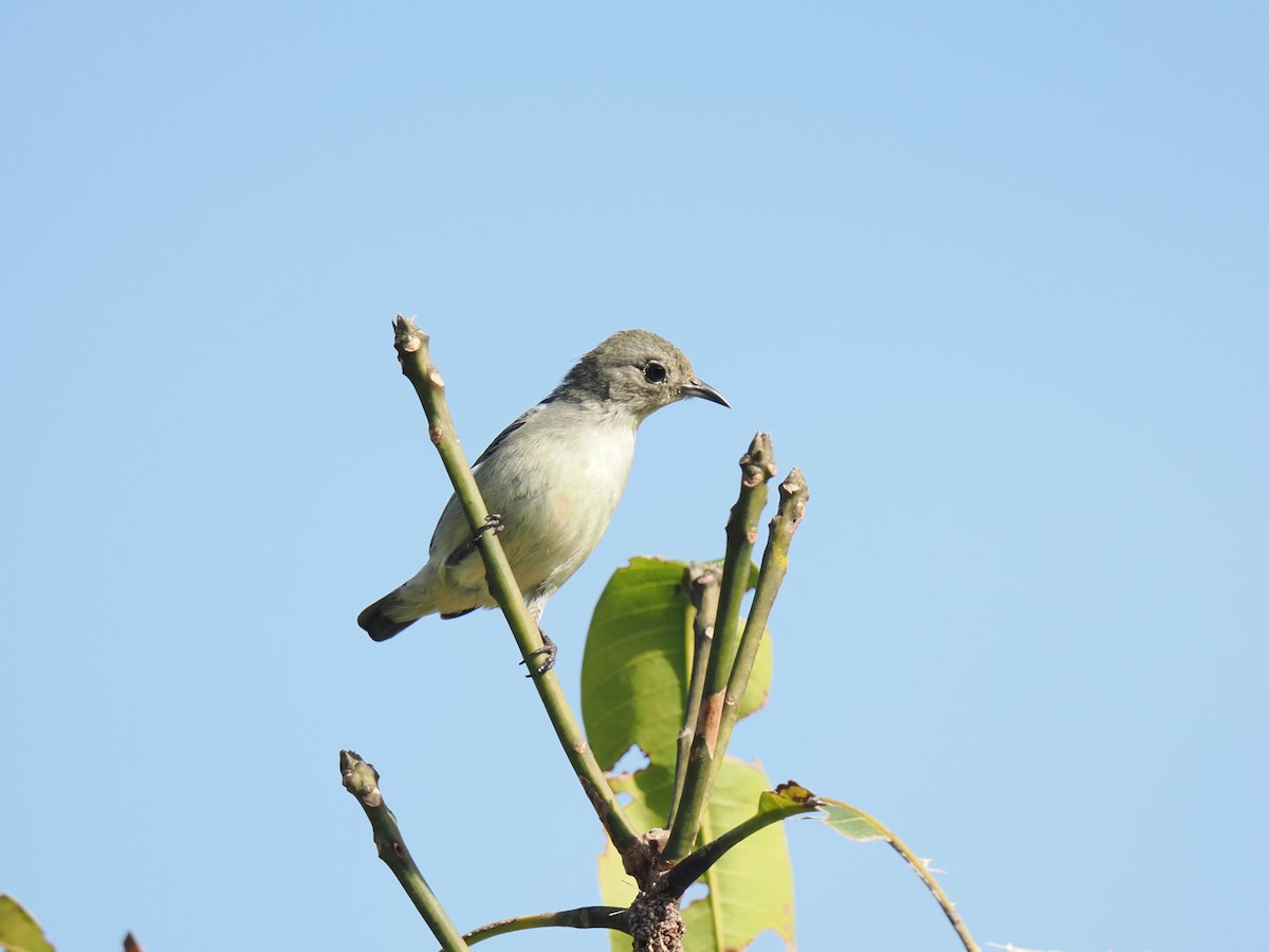 Scarlet-backed Flowerpecker - ML647168017